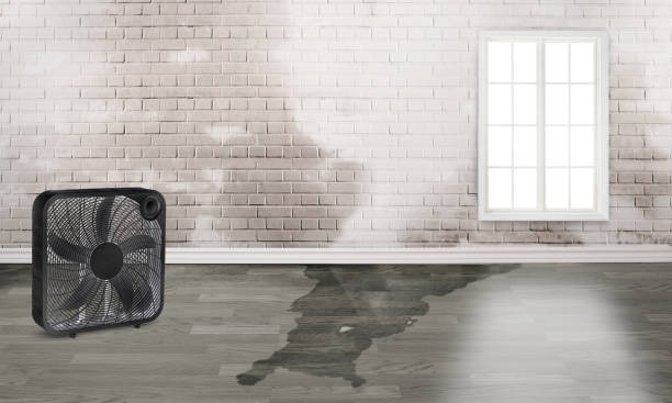 Best Water damage restoration specialists  in Inver Grove Heights, MN